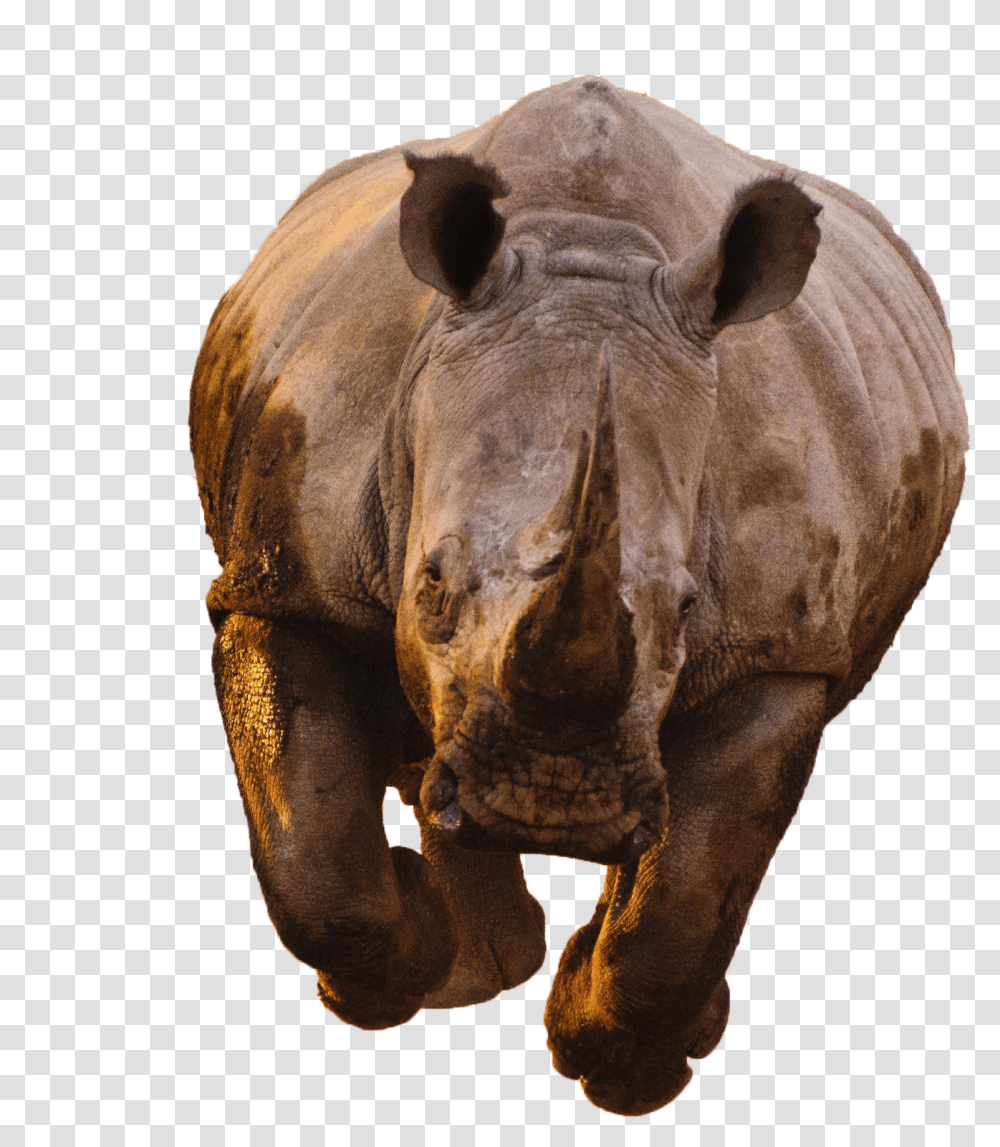 Rhino Image Kaziranga National Park Resort, Wildlife, Mammal, Animal, Elephant Transparent Png