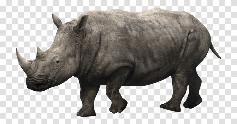 Rhino Images Download, Wildlife, Mammal, Animal, Elephant Transparent Png