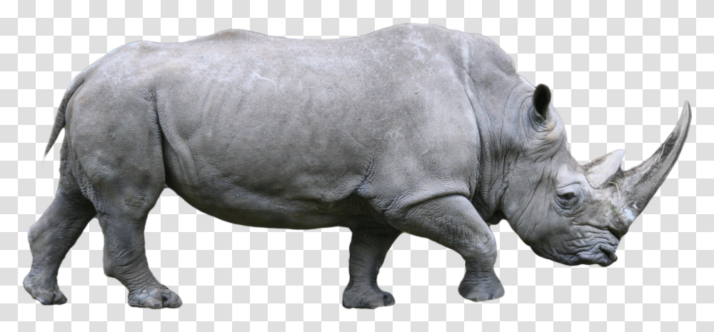 Rhino Images Free Download Rhinoceros Black Rhino, Wildlife, Mammal, Animal, Elephant Transparent Png