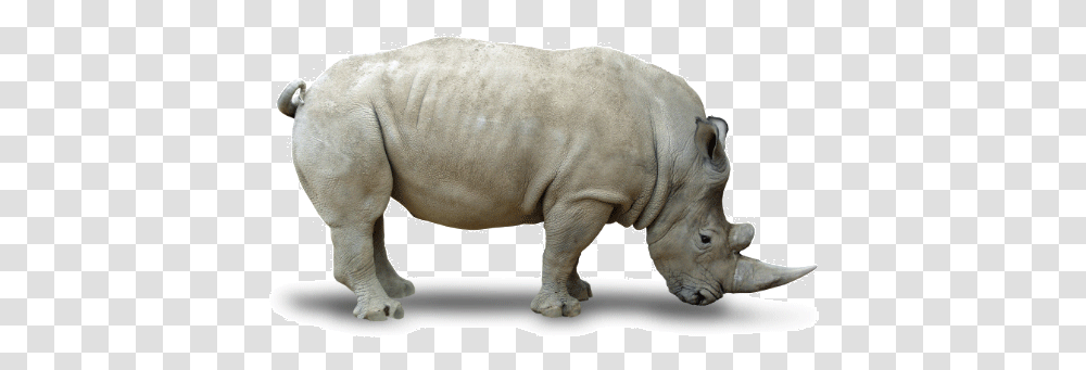 Rhino Northern White Rhino White Background, Mammal, Animal, Wildlife, Pig Transparent Png