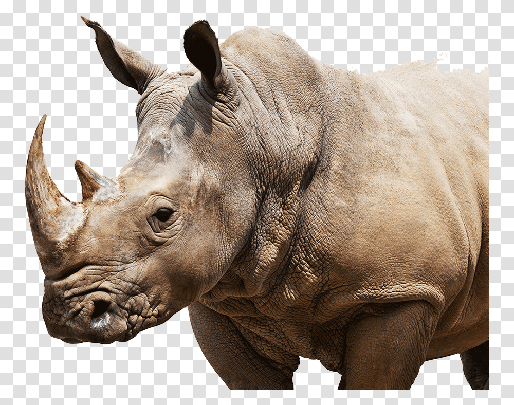 Rhino On Weight Scale Cartoon, Elephant, Wildlife, Mammal, Animal Transparent Png