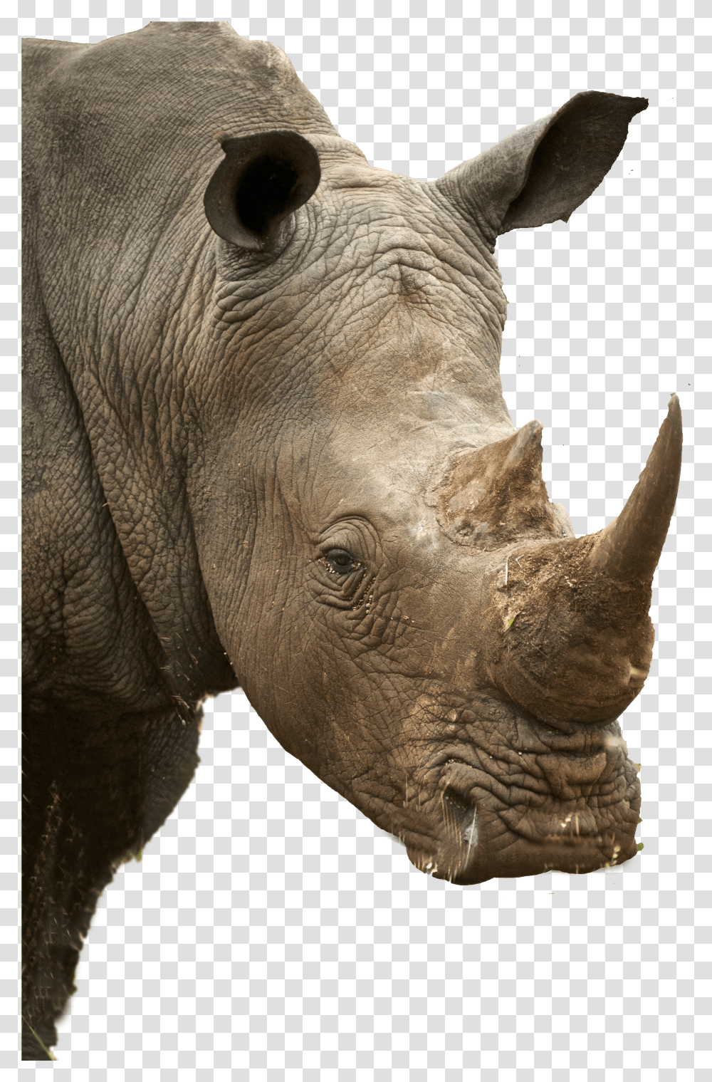 Rhino Profile Transparent Png