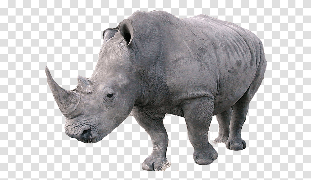 Rhino Rhino, Elephant, Wildlife, Mammal, Animal Transparent Png