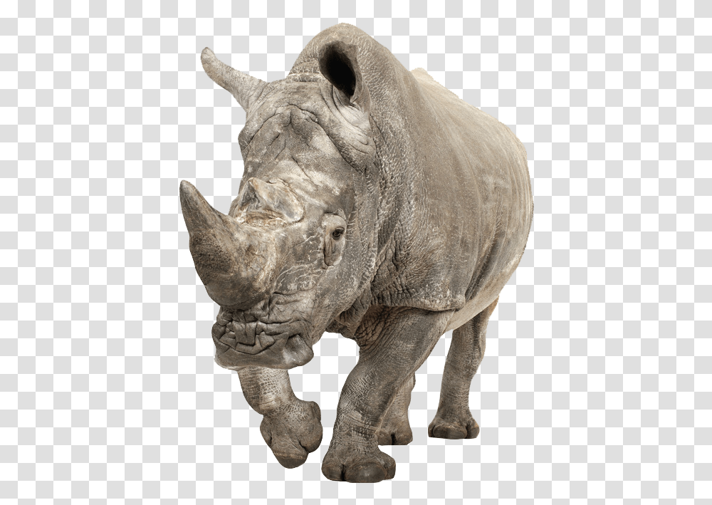 Rhino, Wildlife, Mammal, Animal, Elephant Transparent Png