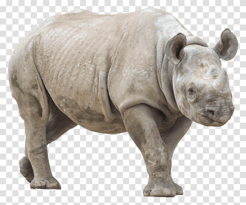 Rhino With No Background Rhino With No Background Transparent Png