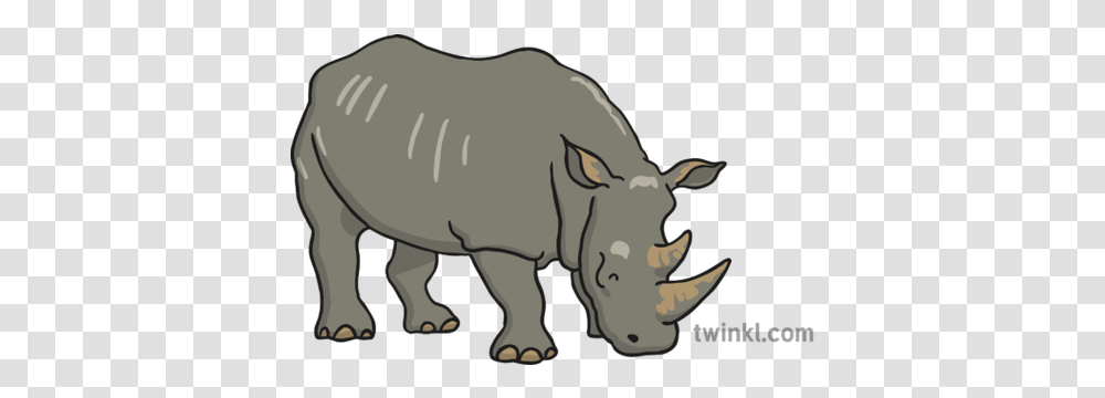 Rhinoceros 1 Illustration Rhino Twinkl, Animal, Mammal, Wildlife Transparent Png