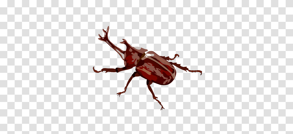 Rhinoceros Beetle, Animal, Insect, Invertebrate, Dung Beetle Transparent Png