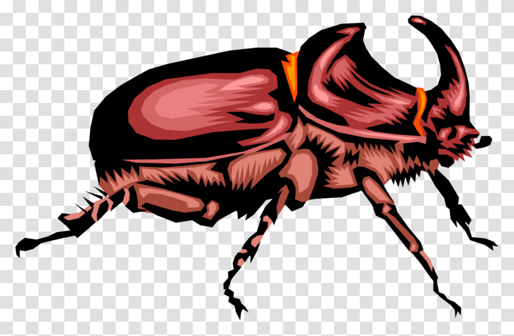 Rhinoceros Beetle Insect, Invertebrate, Animal, Spider, Arachnid Transparent Png