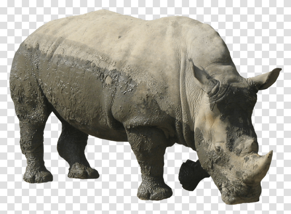 Rhinoceros Images Rhino, Elephant, Wildlife, Mammal, Animal Transparent Png
