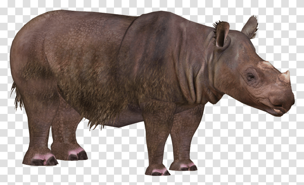 Rhinoceros Images Zoo Tycoon 2 Sumatran Rhino, Elephant, Wildlife, Mammal, Animal Transparent Png