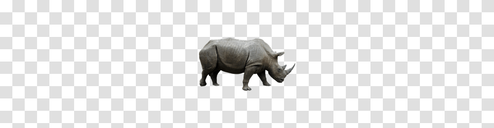 Rhinoceros Rhinoceros Images, Pig, Mammal, Animal, Wildlife Transparent Png