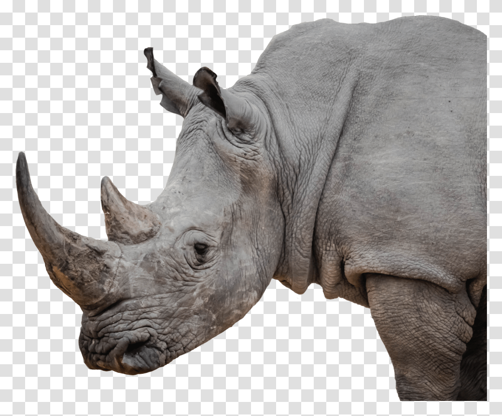 Rhinos Iapwa Rhinoceros Transparent Png