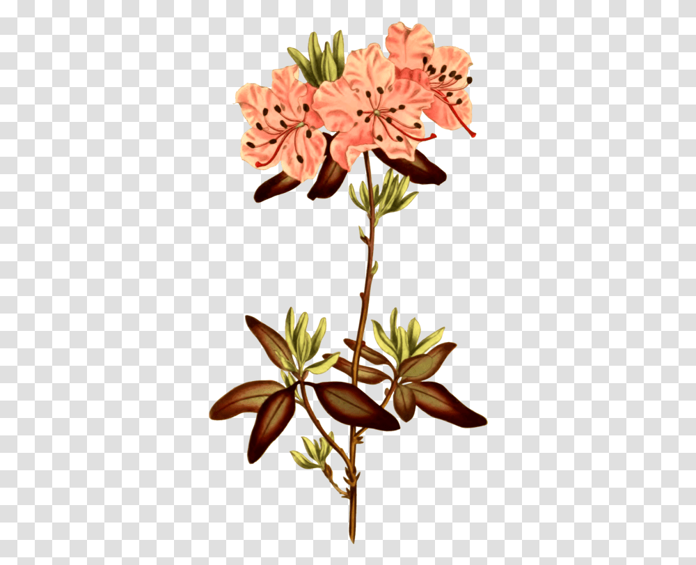 Rhododendron Botanical Illustration Flower Illustration Botany, Plant, Acanthaceae, Petal, Geranium Transparent Png