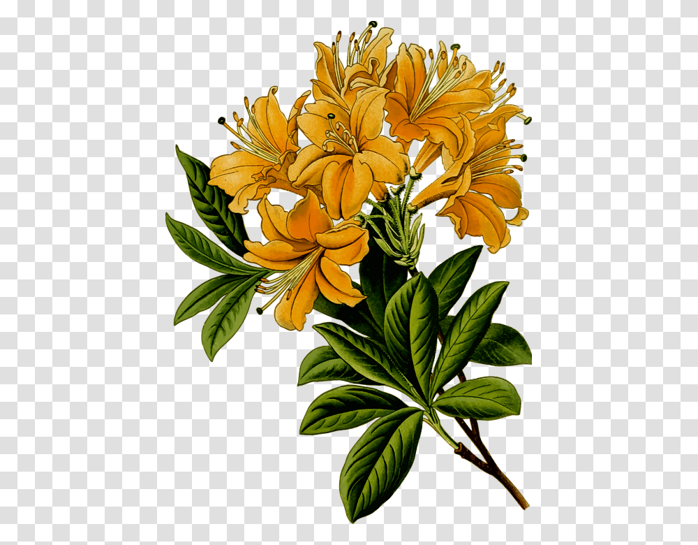 Rhododendron Clipart, Plant, Flower, Blossom Transparent Png