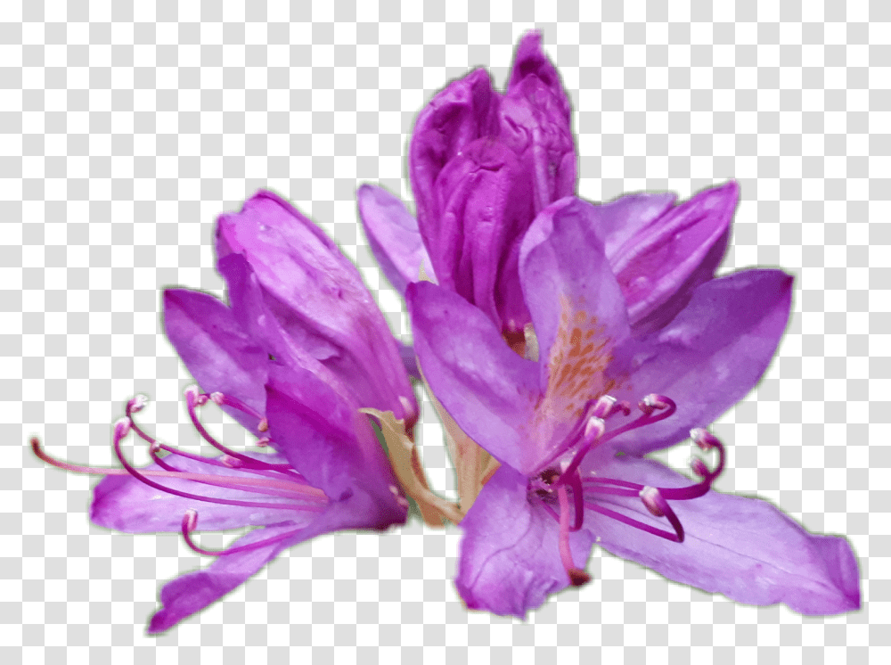 Rhododendron Lily, Plant, Flower, Blossom, Geranium Transparent Png