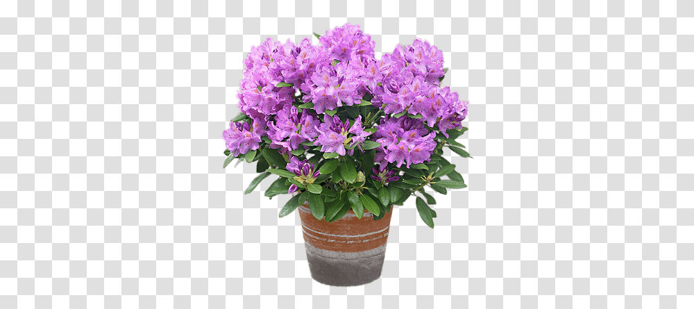 Rhododendrons Images Stickpng Rhododendron In A Pot, Plant, Geranium, Flower, Blossom Transparent Png