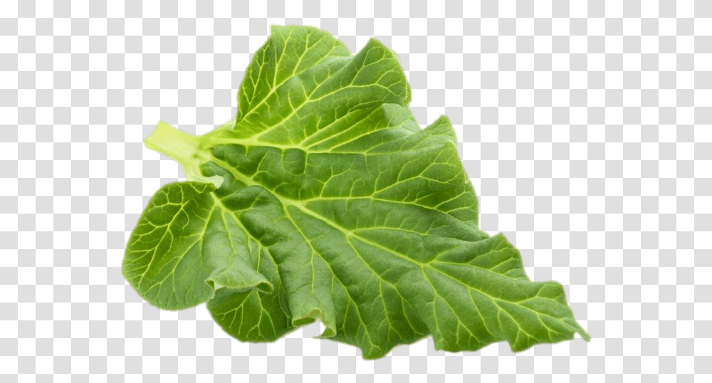 Rhubarb Leaf, Plant, Veins, Vegetable, Food Transparent Png