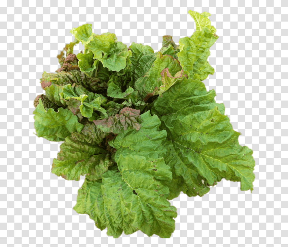 Rhubarb Leaves Rhubarbe, Plant, Vegetable, Food, Produce Transparent Png