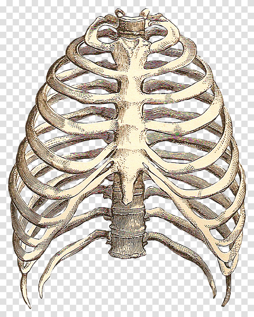 Rib Cage Best Way To A Woman's Heart Is Between, Pattern, Cuff, Ornament, Brooch Transparent Png