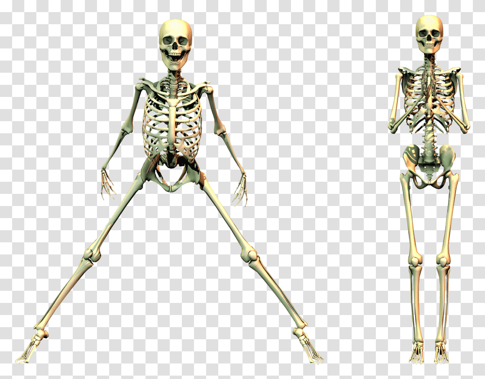 Rib Cage, Bow, Skeleton, Person, Human Transparent Png