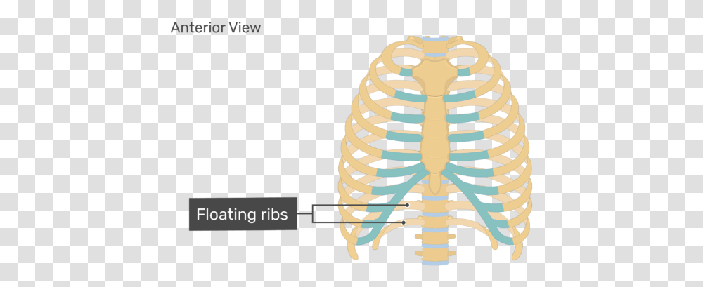 Rib Cage Human Skeleton Human Body Anatomy Unlabeled Rib Cage Diagram Transparent Png