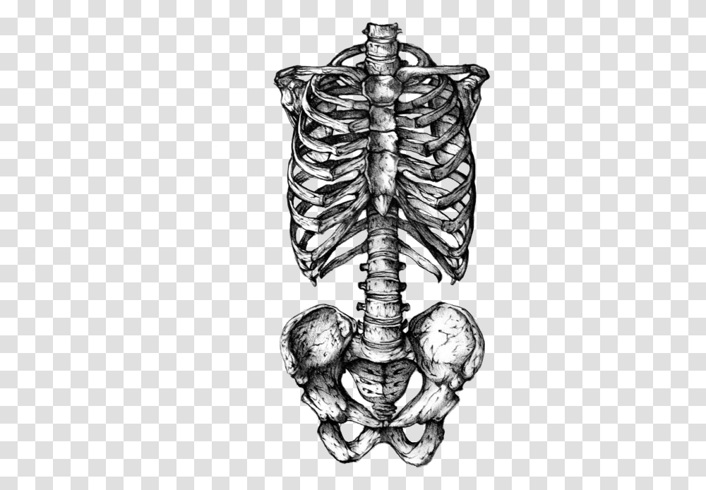 Rib Cage Human Skeleton Human Skull Symbolism Tattoo Rib Cage, Torso, X-Ray, Ct Scan Transparent Png