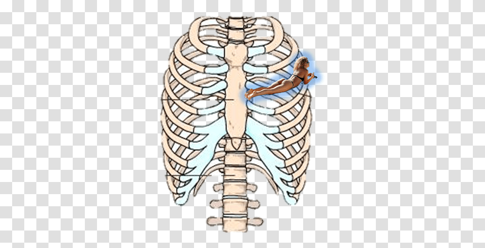 Rib Cage Human Skeleton Sternum Anatomy, Torso Transparent Png