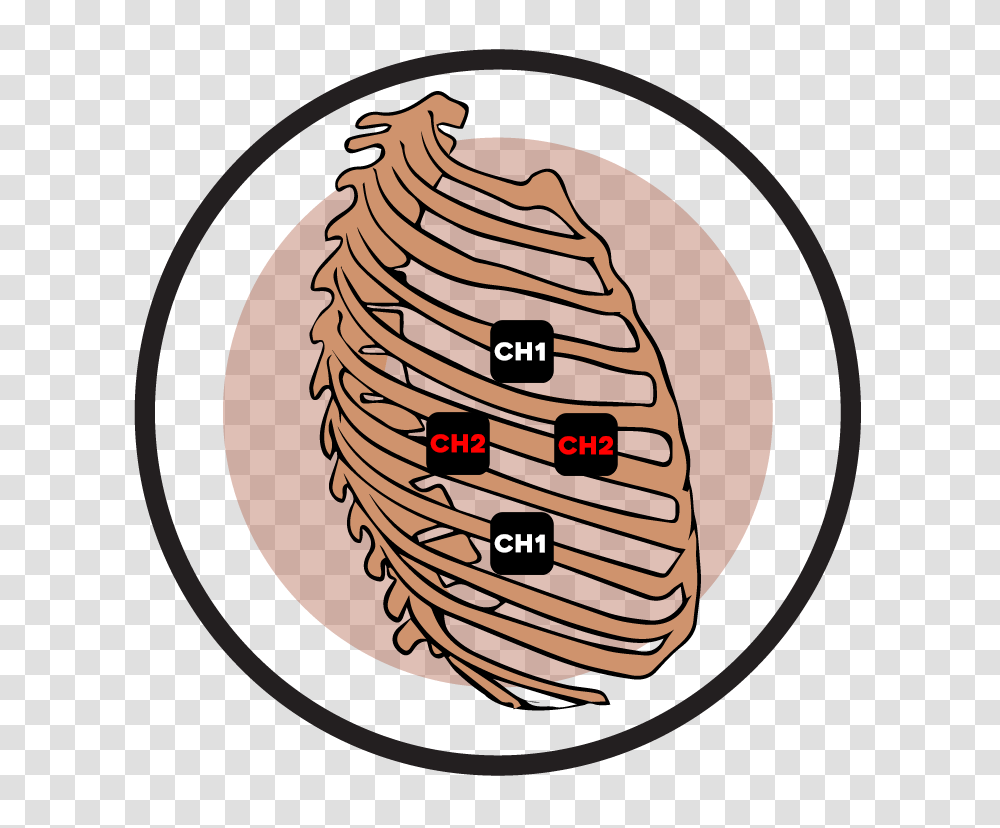 Rib Cage Ireliev, Food, Label, Sphere Transparent Png