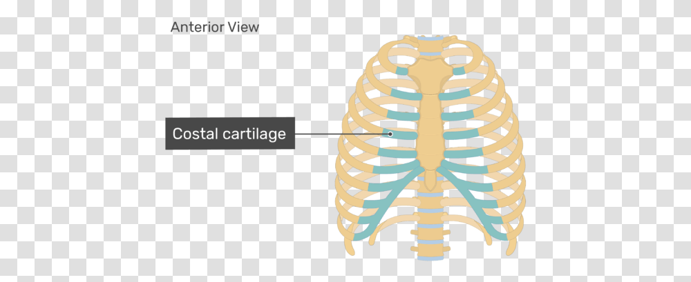 Rib Cage Sternum Anatomy Costal Cartilage Unlabeled Rib Cage Diagram, Skeleton Transparent Png