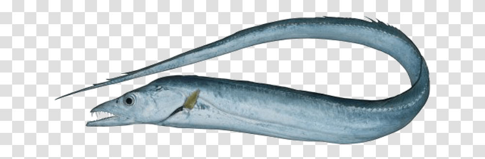 Ribbon Fish Eel, Animal, Sea Life, Tuna, Bonito Transparent Png