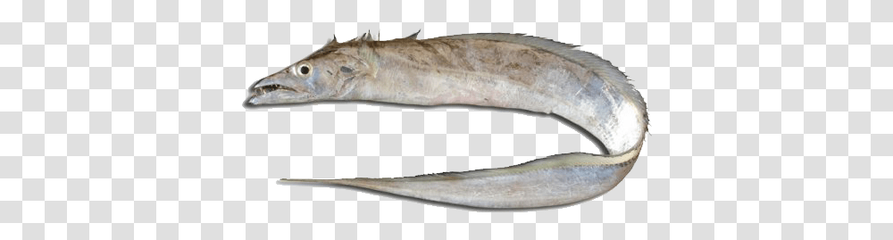 Ribbonfish Pez Cinturon, Animal, Sea Life, Eel, Coho Transparent Png