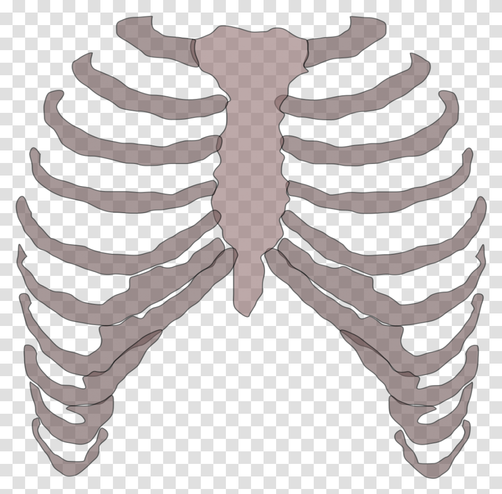 Ribcage Image, Person, Human, Fossil, Pattern Transparent Png