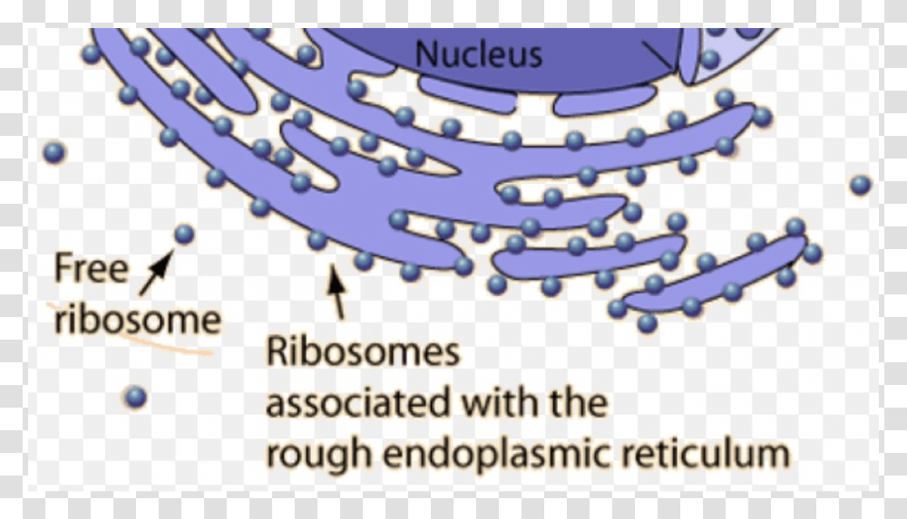 Ribosomes In A Cell, Network, Cup Transparent Png