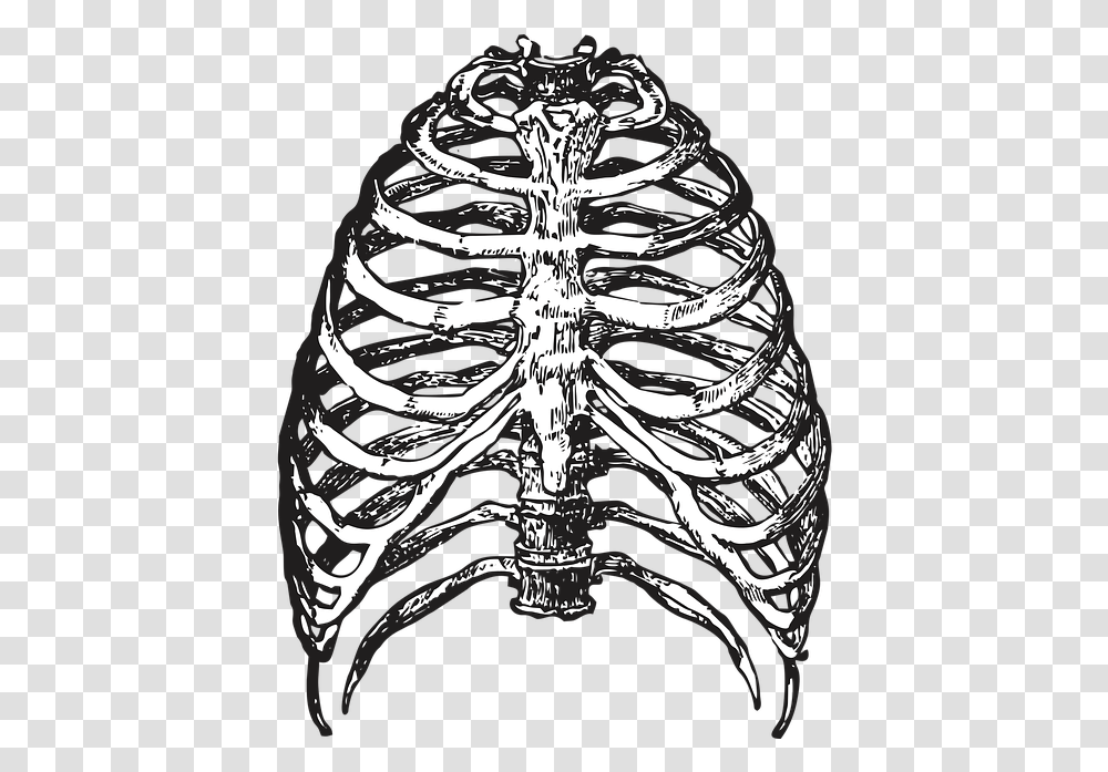 Ribs Bones Skeleton Halloween Vector Ribcage, Wristwatch, X-Ray, Medical Imaging X-Ray Film, Ct Scan Transparent Png