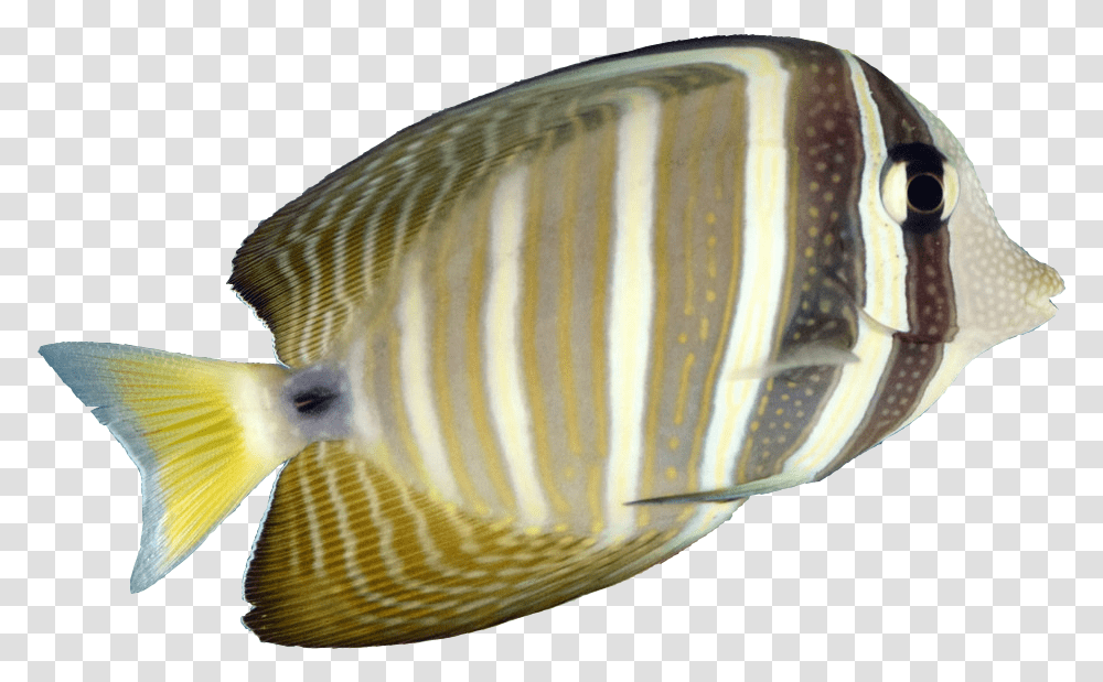 Ric Flair Woo Pomacanthidae, Angelfish, Sea Life, Animal, Bird Transparent Png