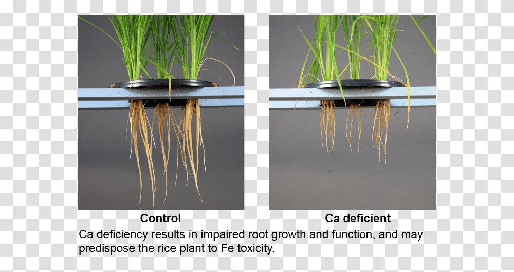 Rice Calcium Deficiency, Plant, Potted Plant, Vase, Jar Transparent Png