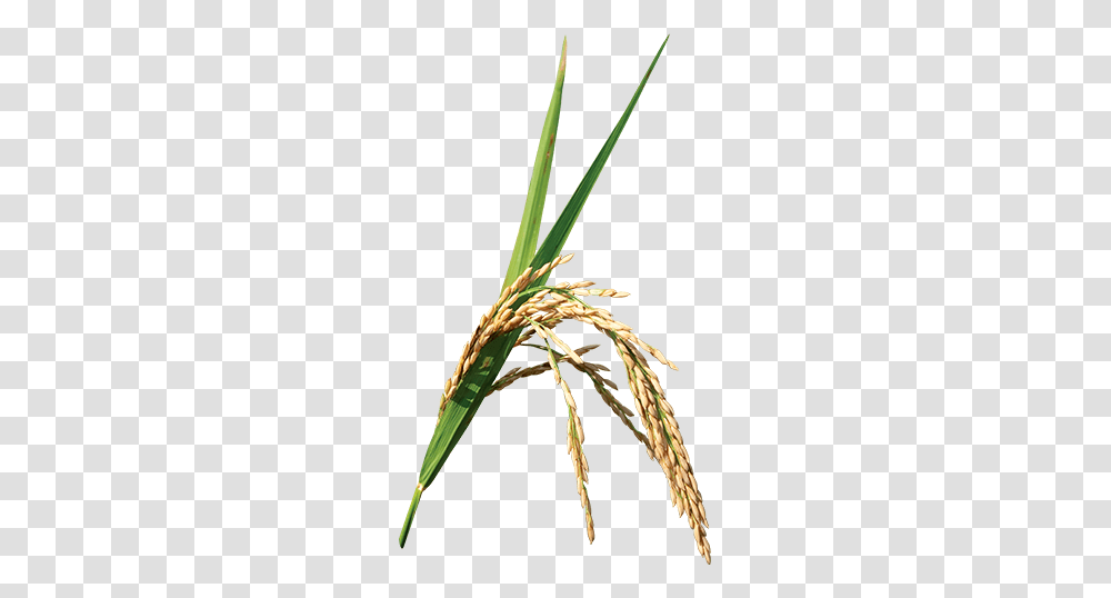 Rice Crops In Focus Annual Report Syngenta, Field, Plant, Staircase, Nature Transparent Png