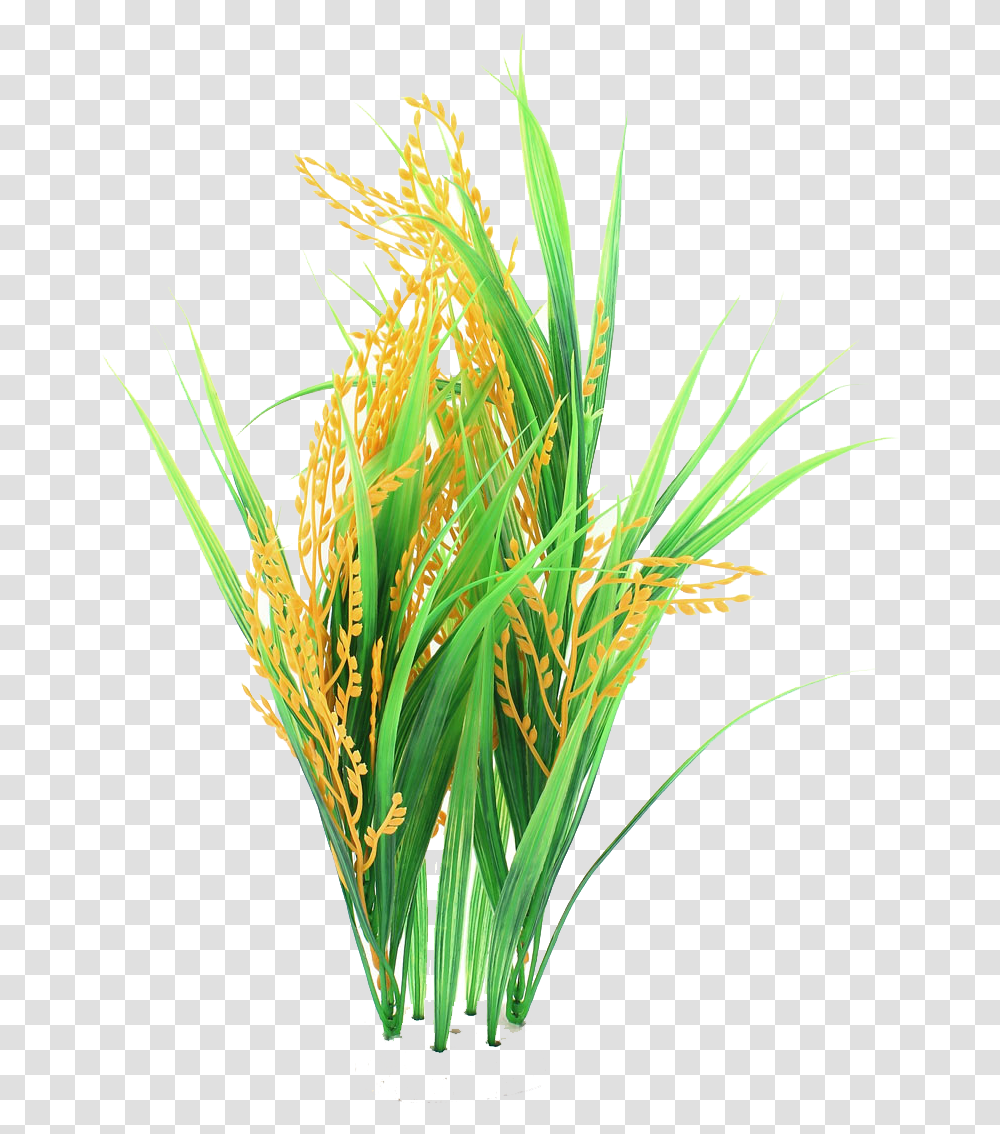 Rice Crops, Plant, Grass, Vegetation, Vegetable Transparent Png