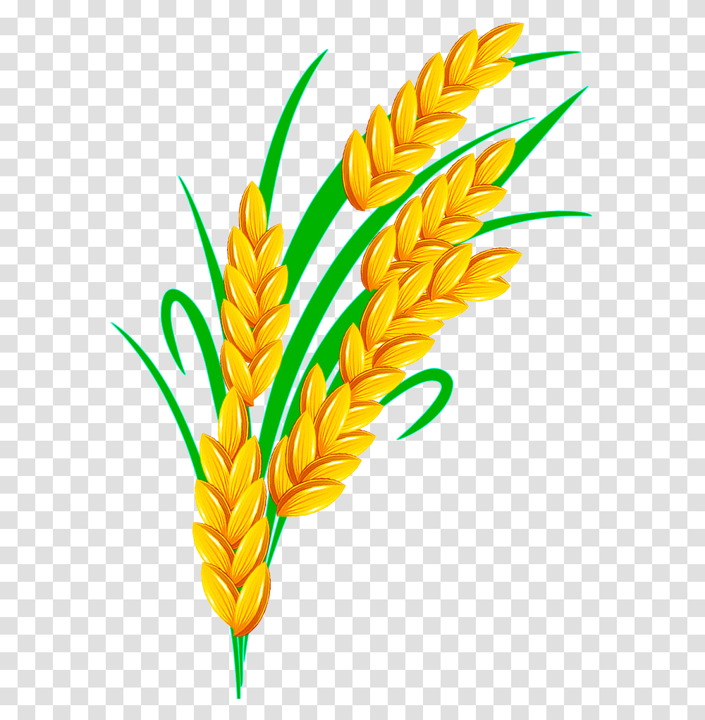 Rice Euclidean Vector Golden Rice Clipart, Plant, Wheat, Vegetable, Food Transparent Png