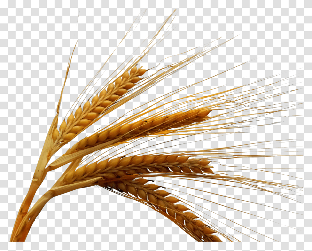 Rice Grain Images, Plant, Produce, Vegetable, Food Transparent Png