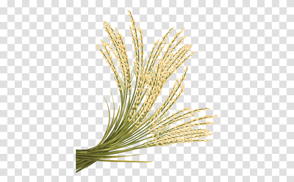 Rice Images Rice Crop Background, Plant, Bush, Vegetation, Pollen Transparent Png