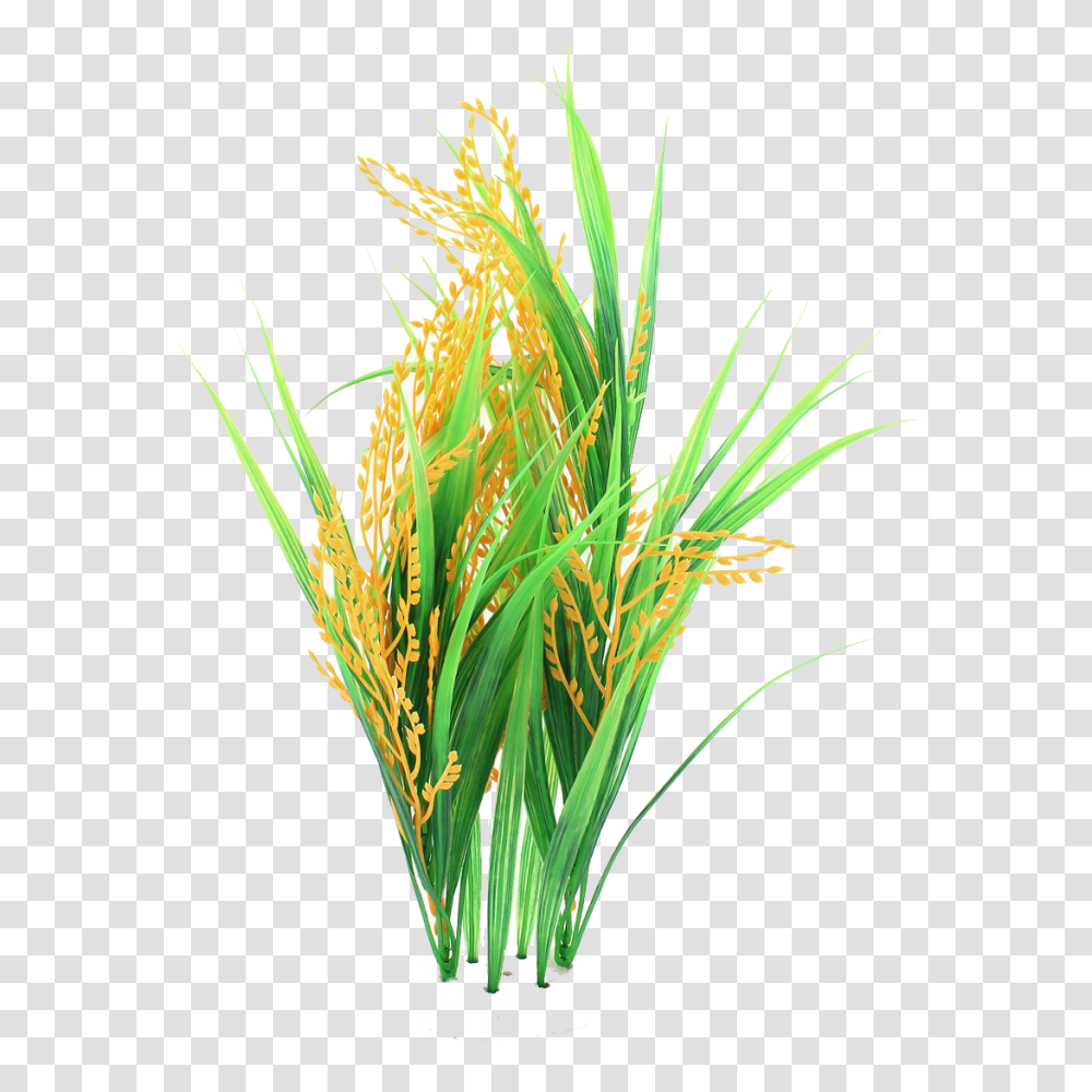 Rice Picture, Plant, Flower, Blossom, Grass Transparent Png