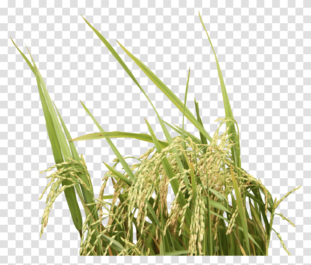 Rice Plant Background Rice Plant, Vegetation, Grass, Nature, Outdoors Transparent Png