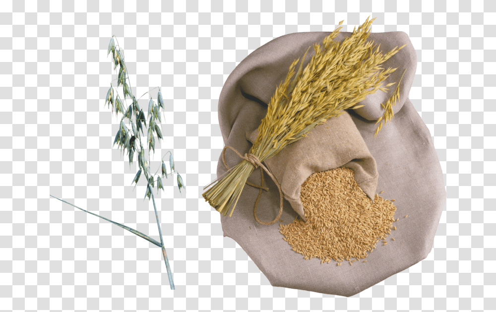 Rice, Plant, Bird, Animal, Produce Transparent Png