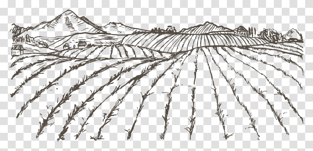 Rice Plant Clipart Sketch Agriculture Drawings Easy, Root, Grass, Tree, Lawn Transparent Png