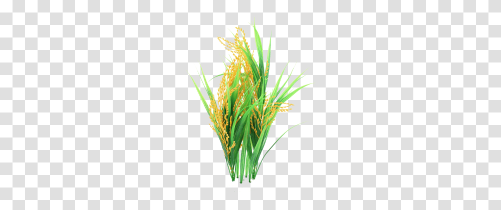 Rice, Plant, Flower, Blossom, Flax Transparent Png