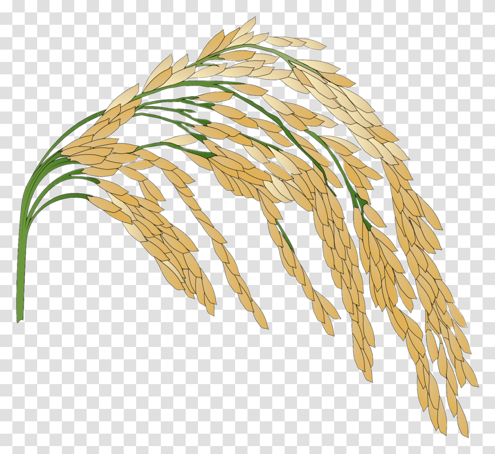 Rice Plant Illustration Rice Plant, Grain, Produce, Vegetable, Food Transparent Png