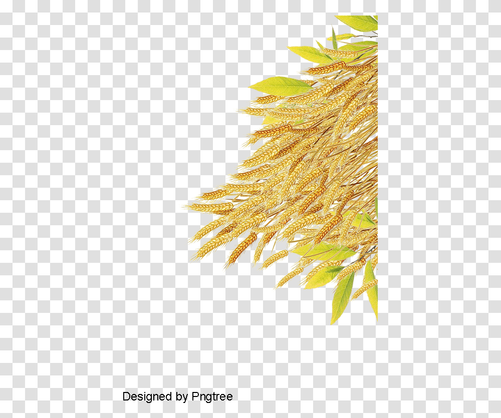 Rice Plant, Leaf, Bird, Moss, Long Sleeve Transparent Png