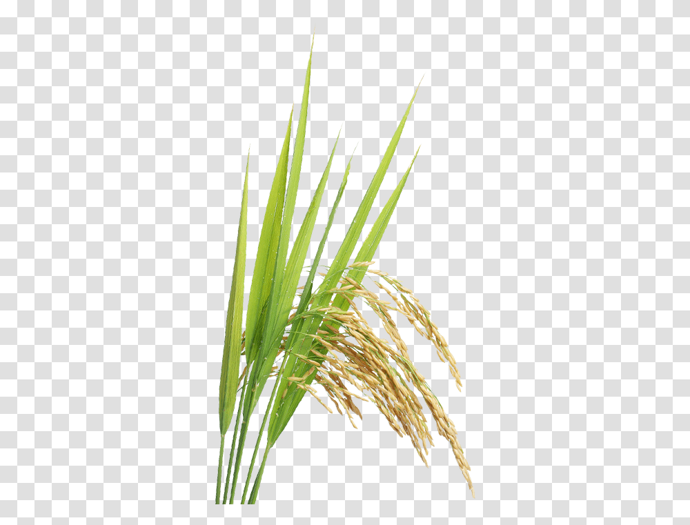 Rice Plant Paddy Crop, Grass, Vegetation, Lawn, Tree Transparent Png