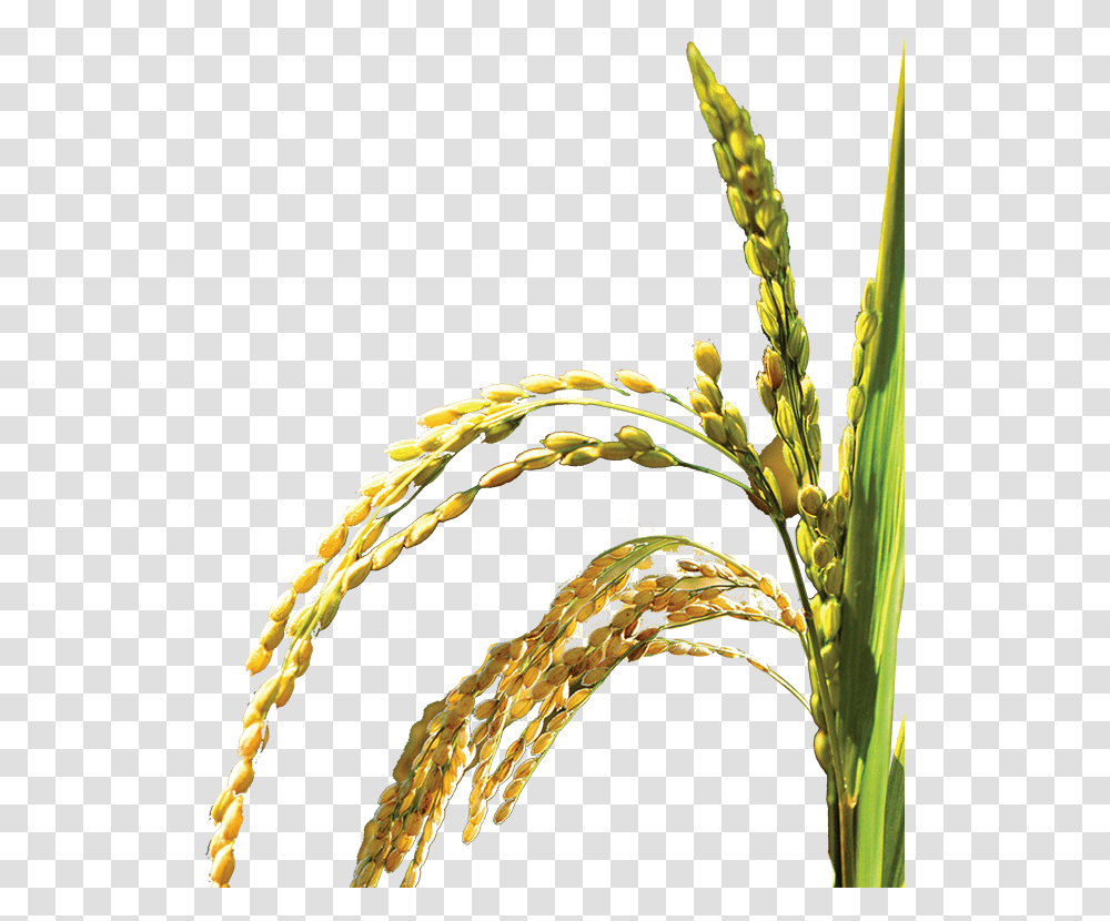 Rice Plant, Vegetable, Food, Wheat, Vegetation Transparent Png